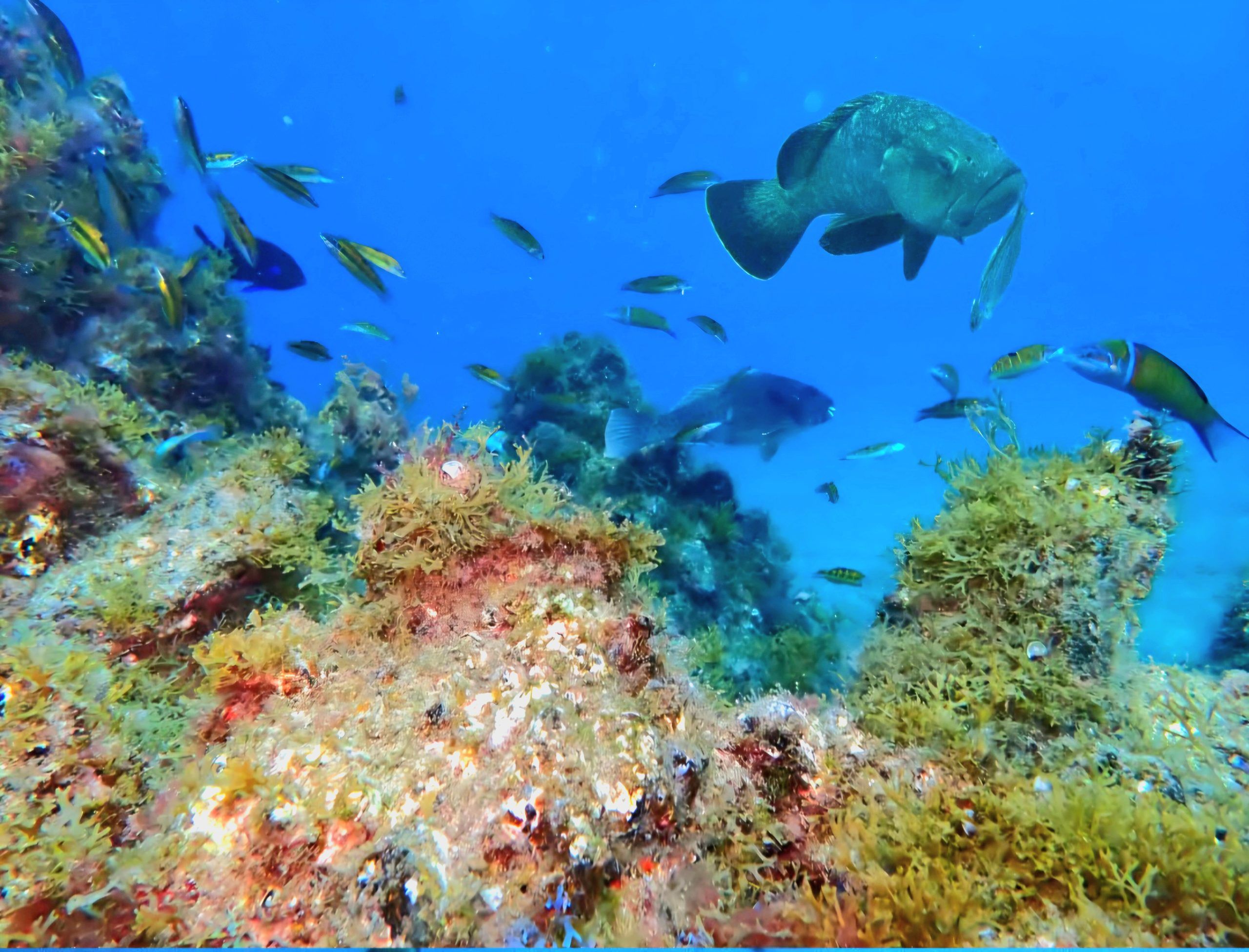 snorkeling - ocean exploration - banyuls sur mer marine reserve