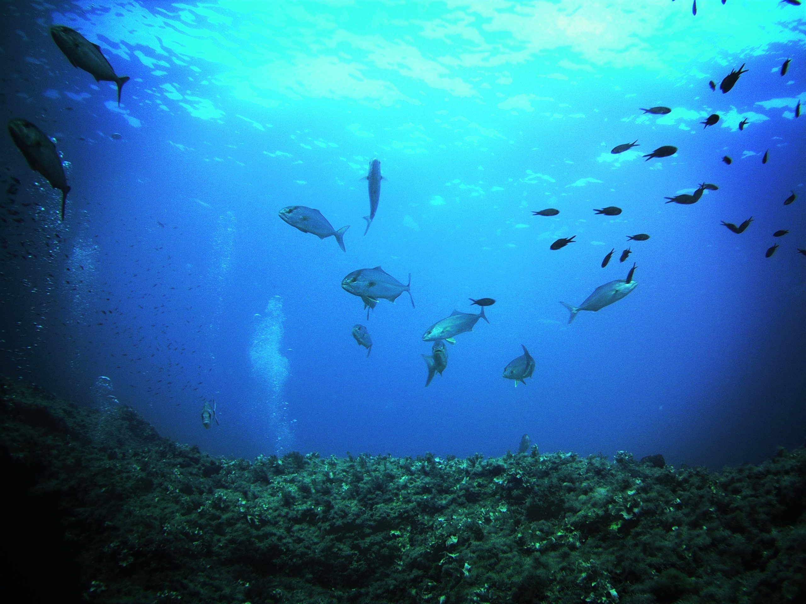 balade en mer - snorkeling - argeles sur mer - baignade